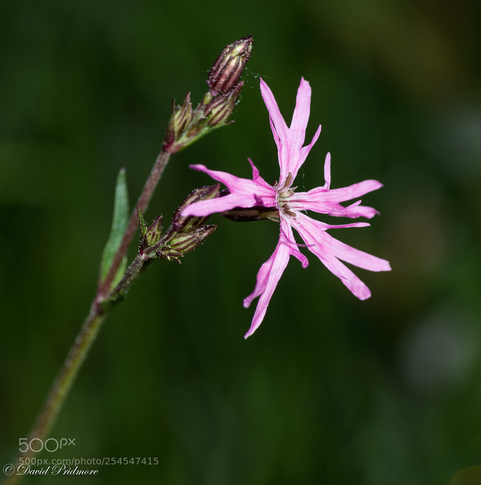 Nikon D7200 sample photo. Pink photography