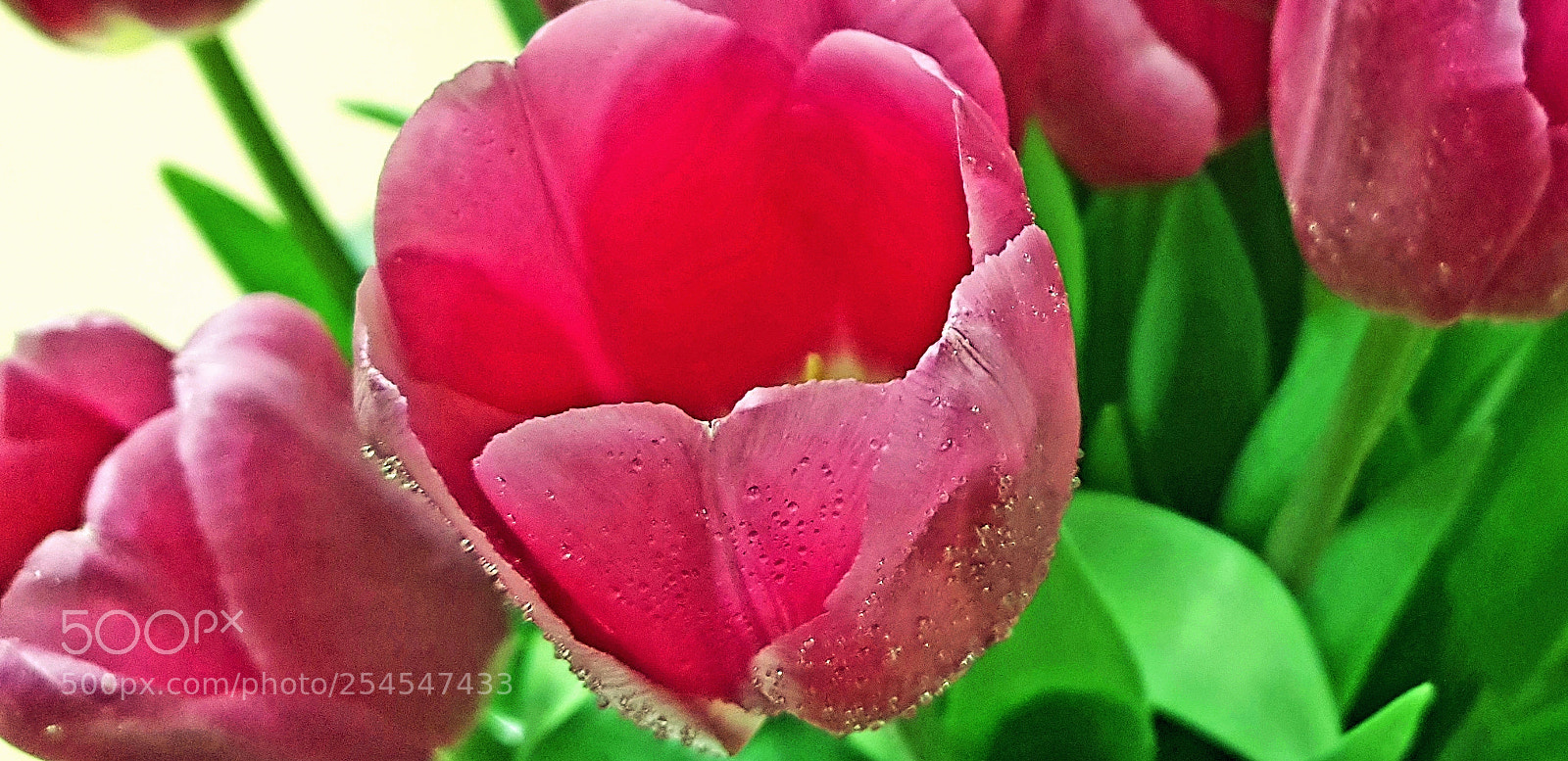 Samsung Galaxy S8+ sample photo. Tulips photography