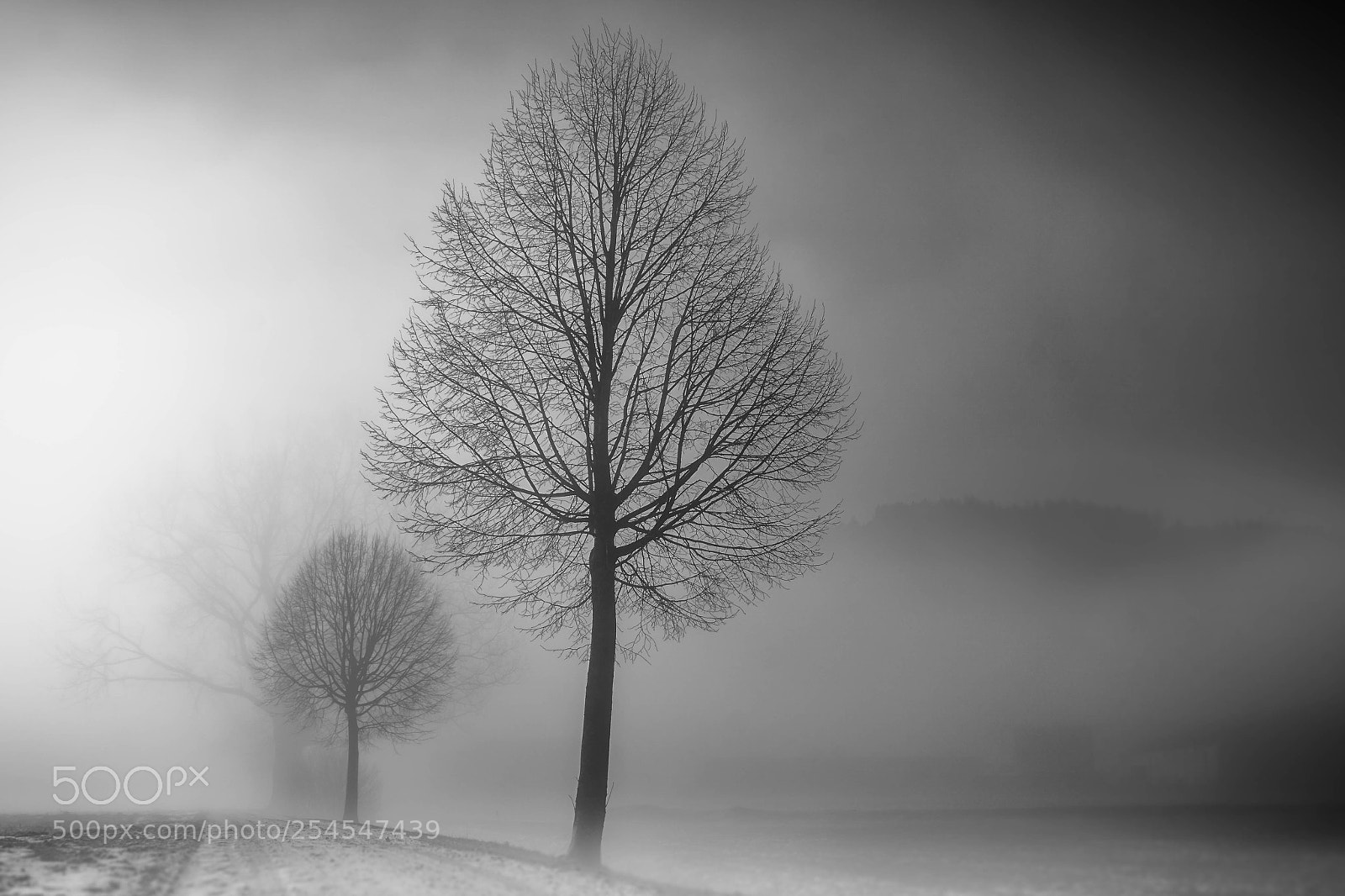 Sony a6000 sample photo. Mystical trees
 photography