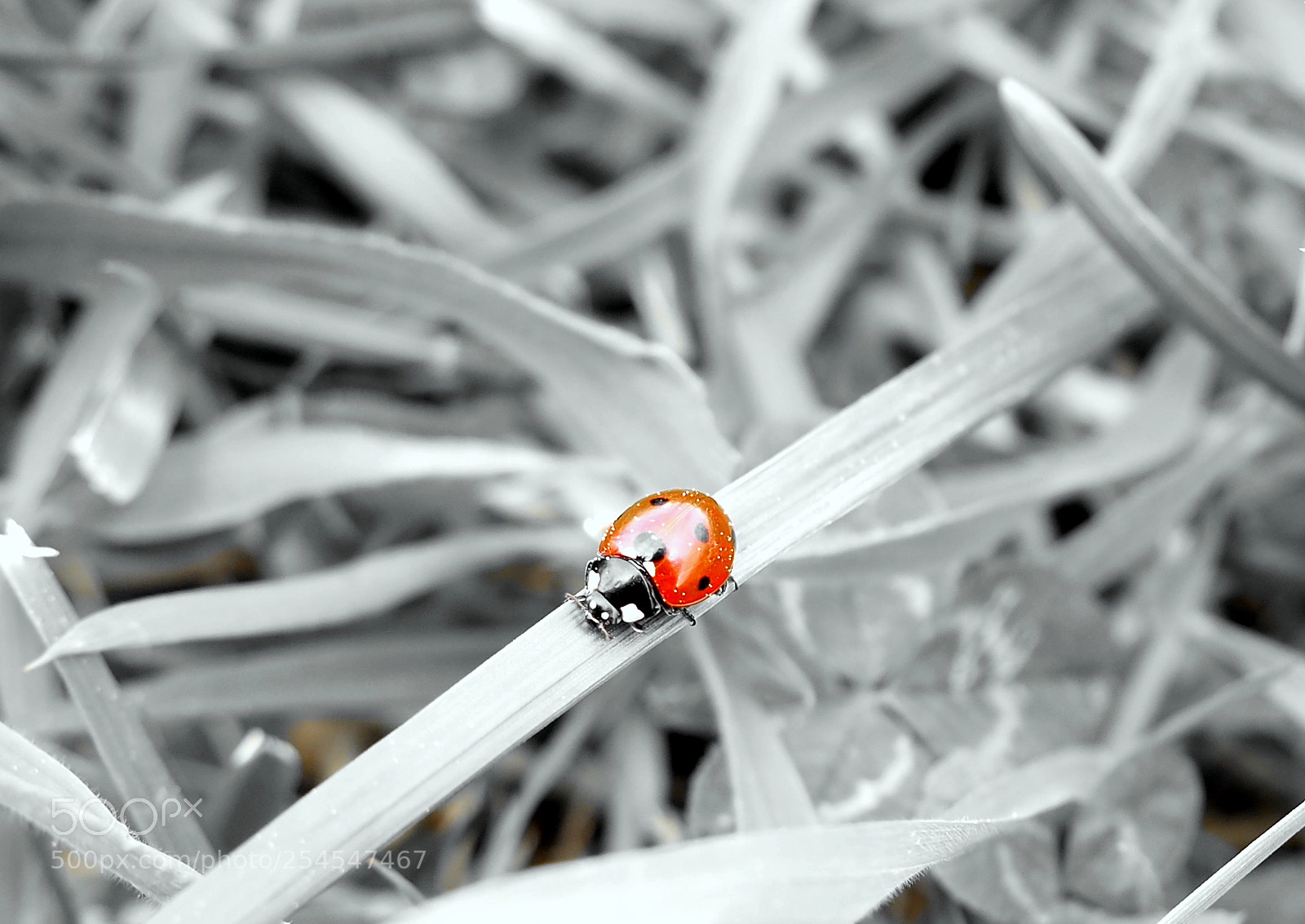 Olympus OM-D E-M10 II sample photo. Ladybug photography
