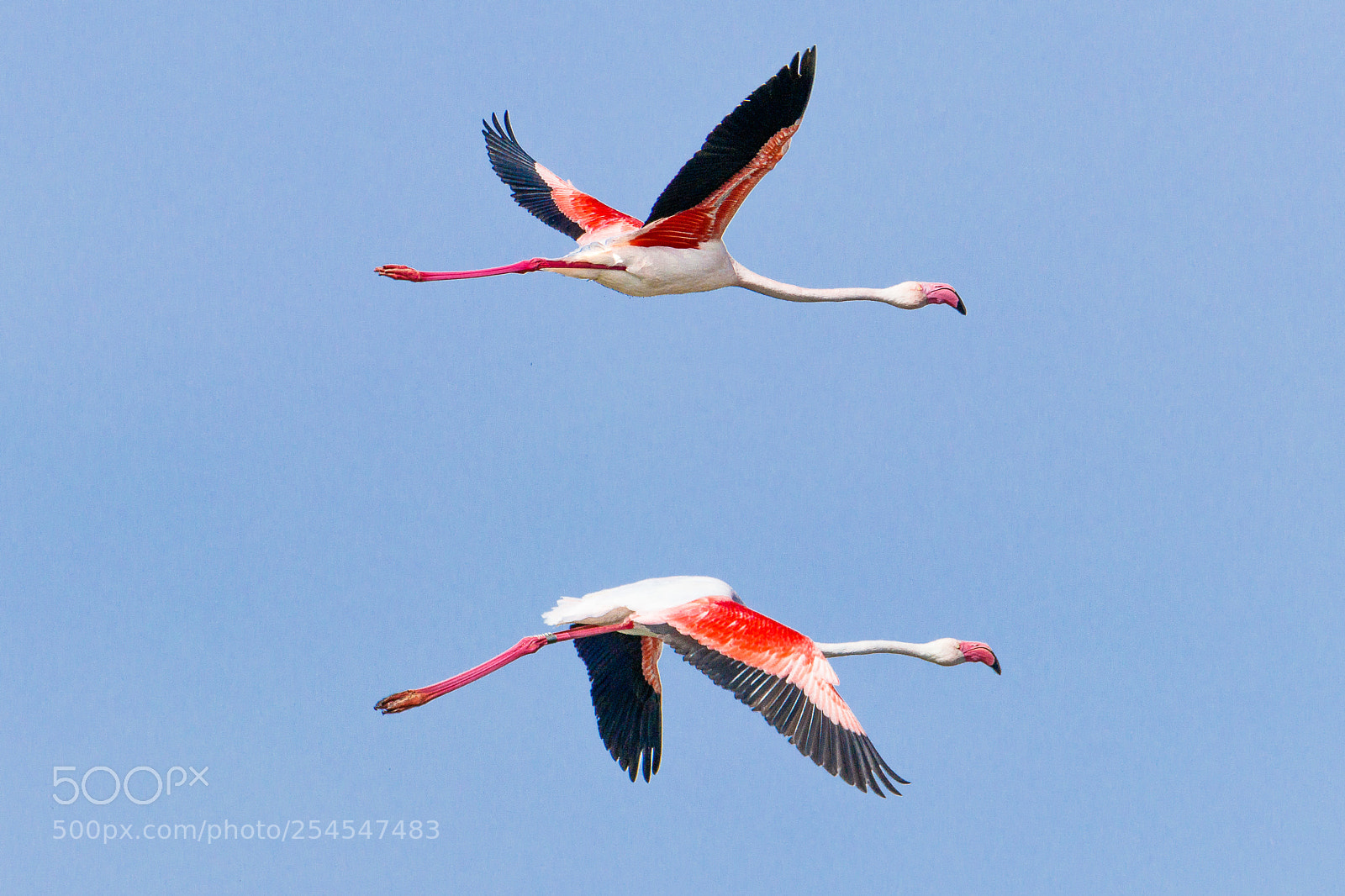 Canon EOS 80D sample photo. Greater flamingo photography