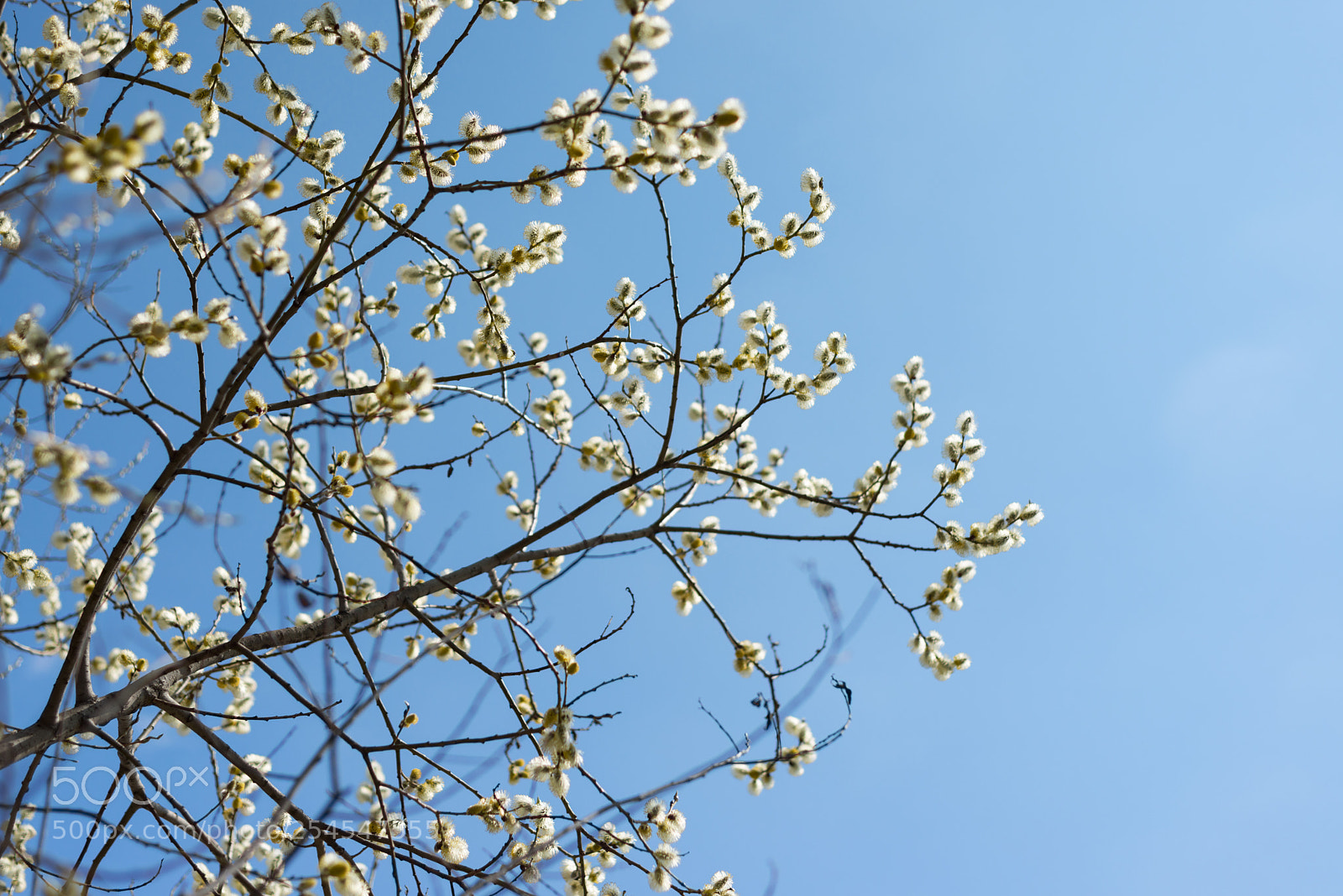 Nikon D800E sample photo. Branches photography