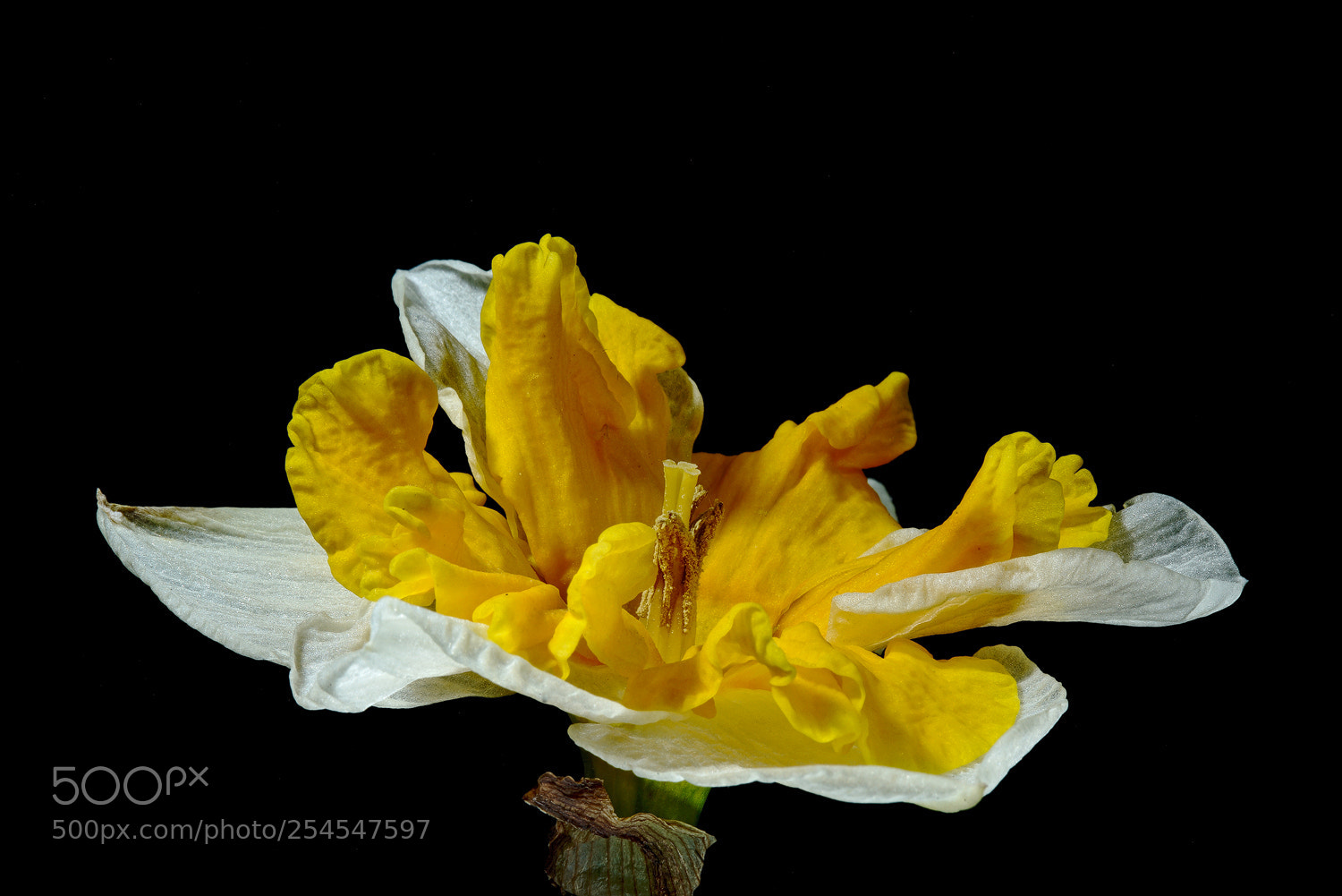 Sony a7R II sample photo. Sunny side up photography
