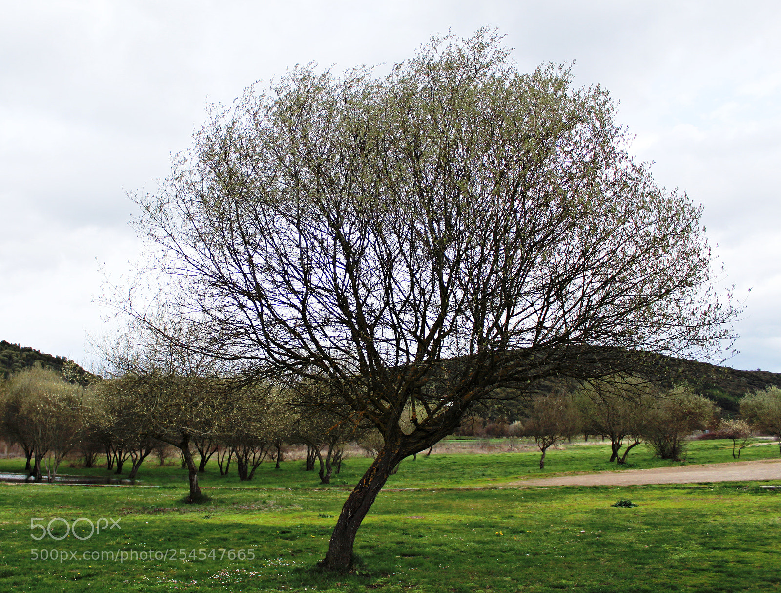 Canon EOS 1300D (EOS Rebel T6 / EOS Kiss X80) sample photo. Una acacia en el photography