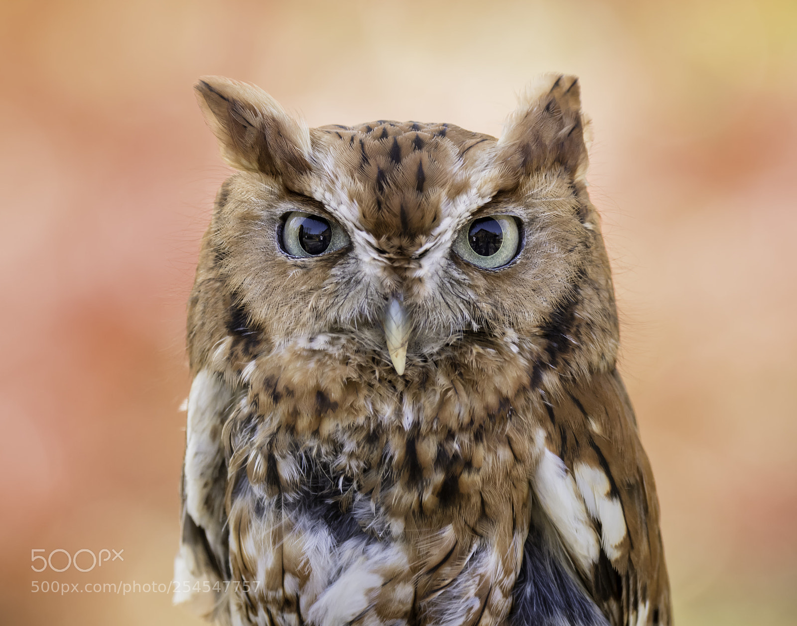 Nikon D500 sample photo. Eastern screech owl portrait photography