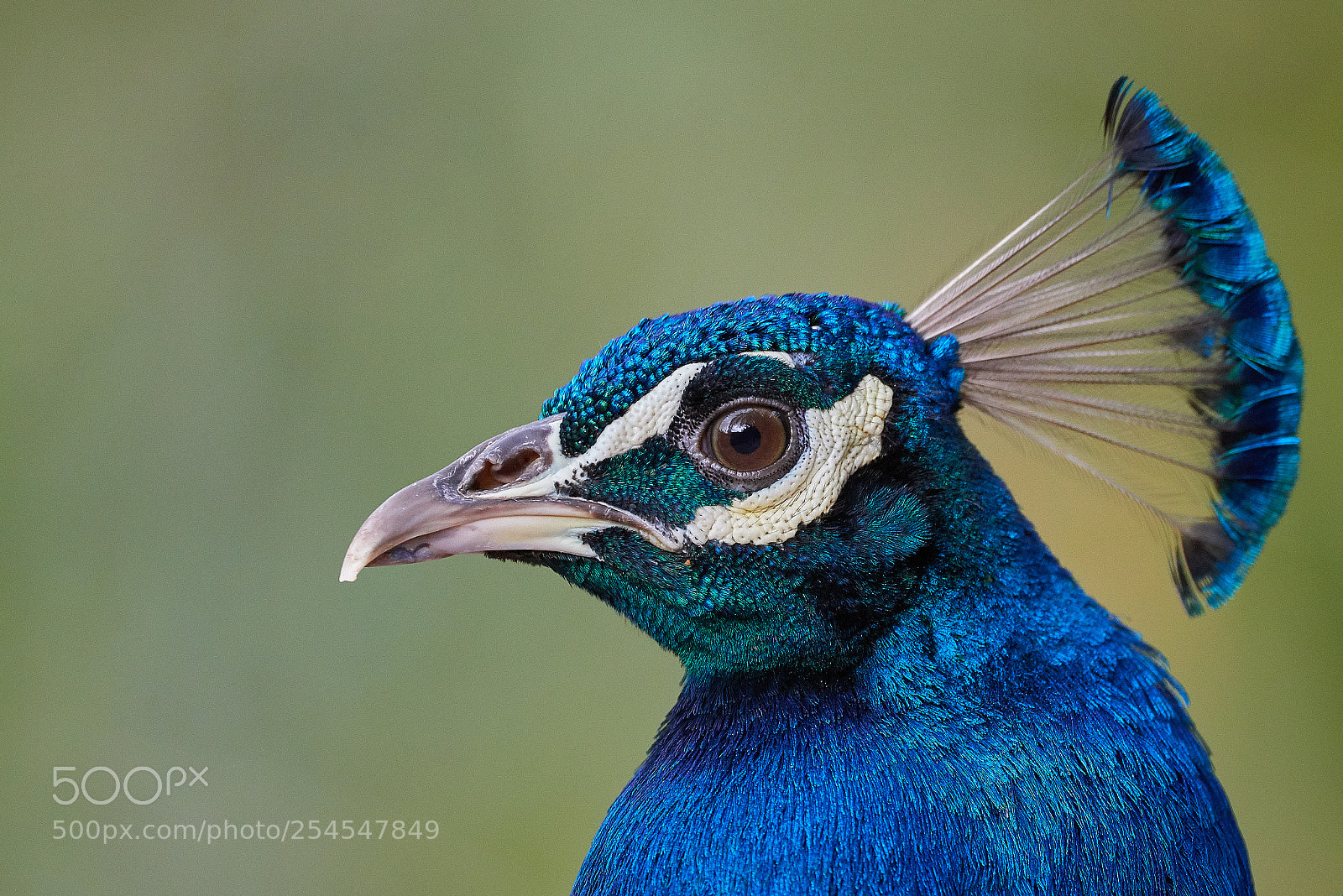 Nikon D800 sample photo. Peafowl photography
