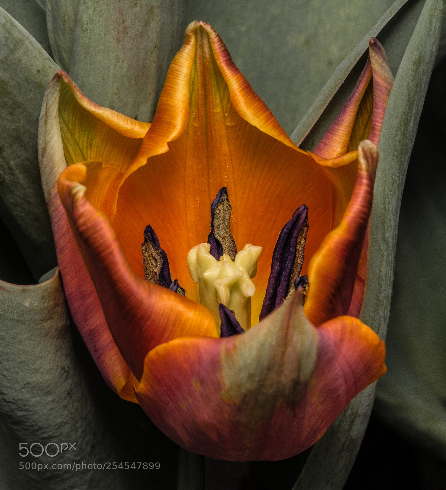 Canon EOS 60D sample photo. Tulip macro photography