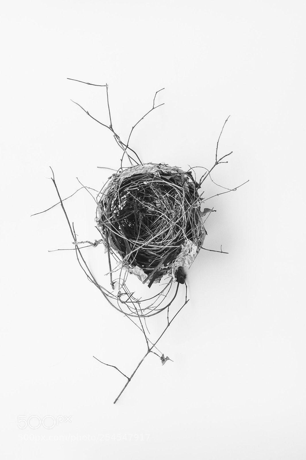 Nikon D7200 sample photo. Nest photography