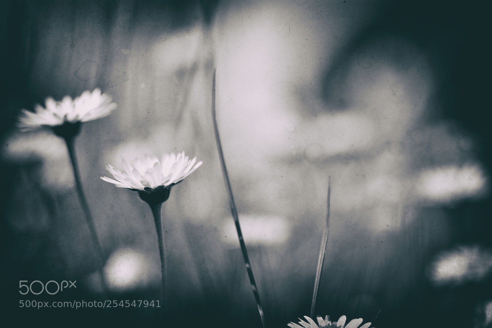 Nikon D7100 sample photo. L'herbe...acte iii... photography