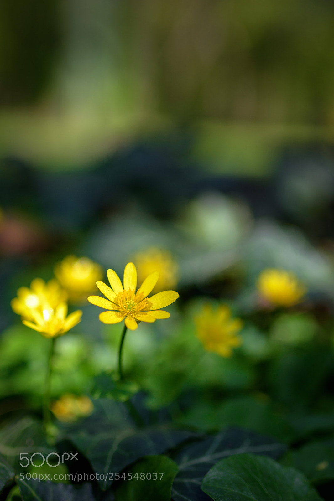 Nikon D7200 sample photo. Hidden treasure photography