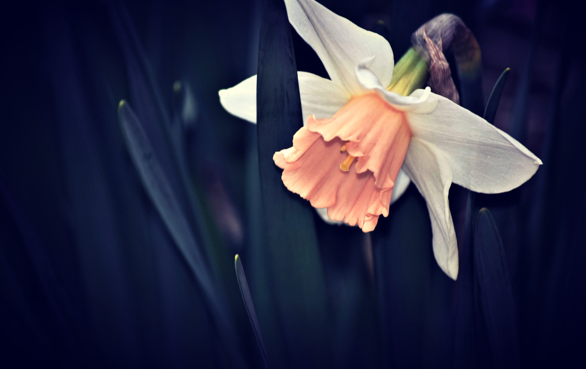 Nikon D5300 sample photo. Essence of spring... photography