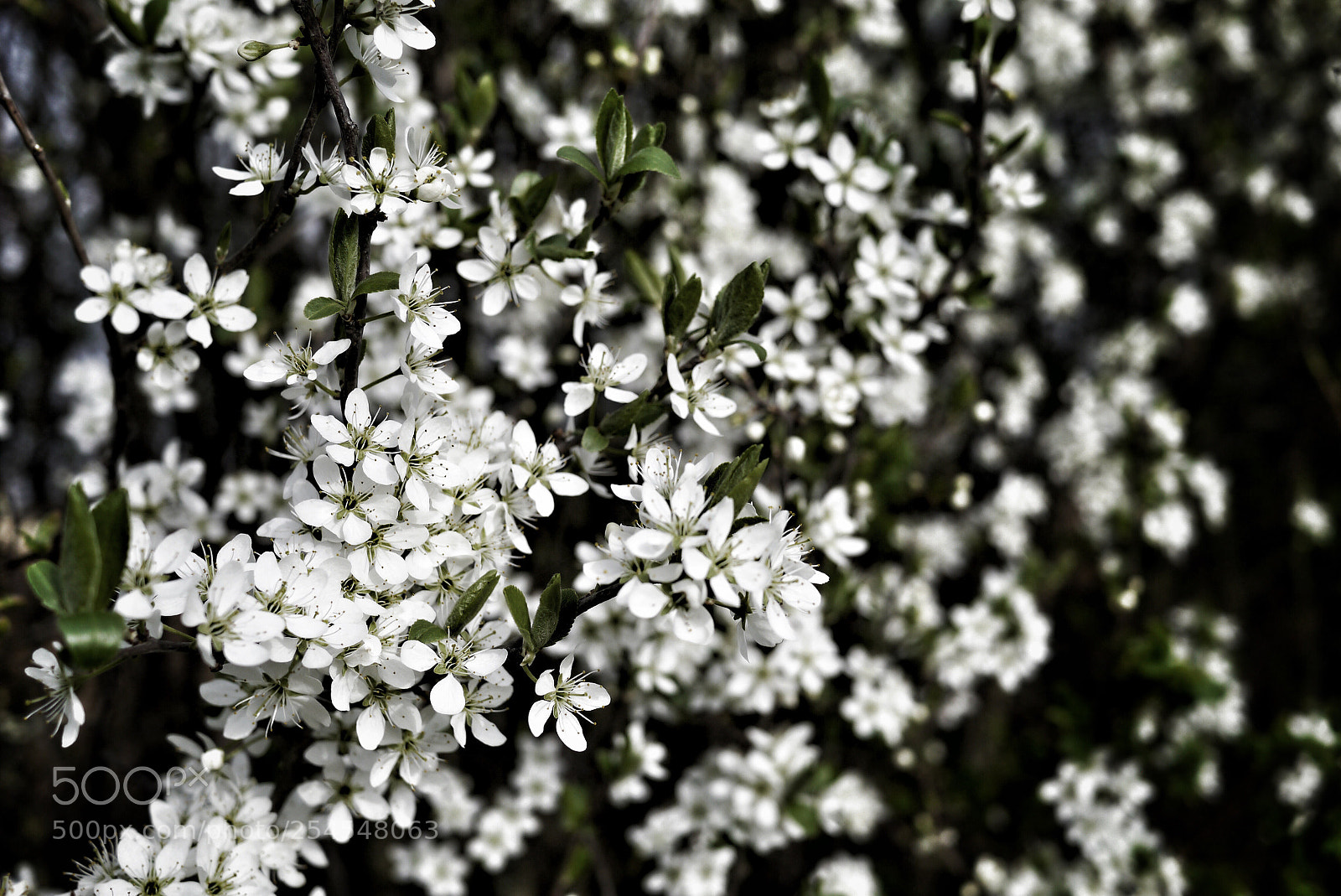 Panasonic Lumix DMC-G3 sample photo. Blooming #101 photography
