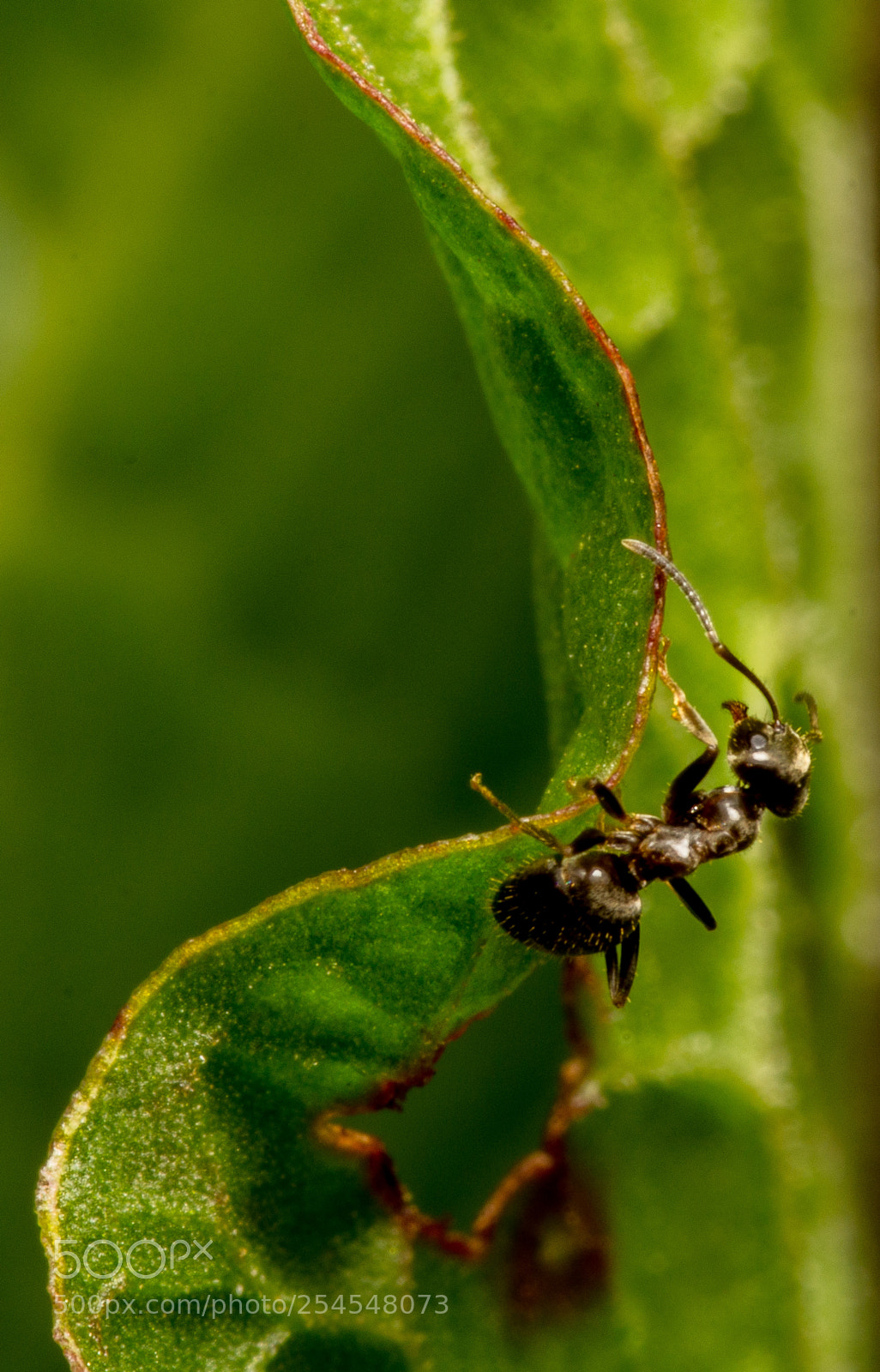 Canon EOS 60D sample photo. Ant on the s photography