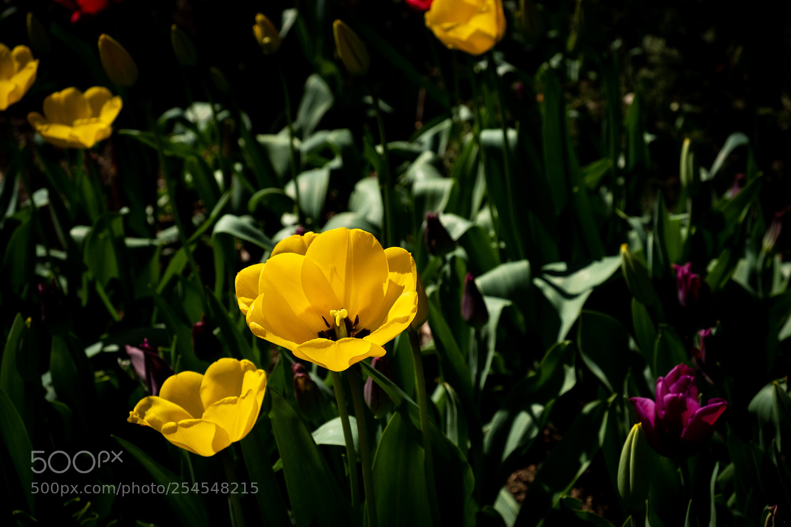 Fujifilm X-T2 sample photo. Sunlit tulips photography