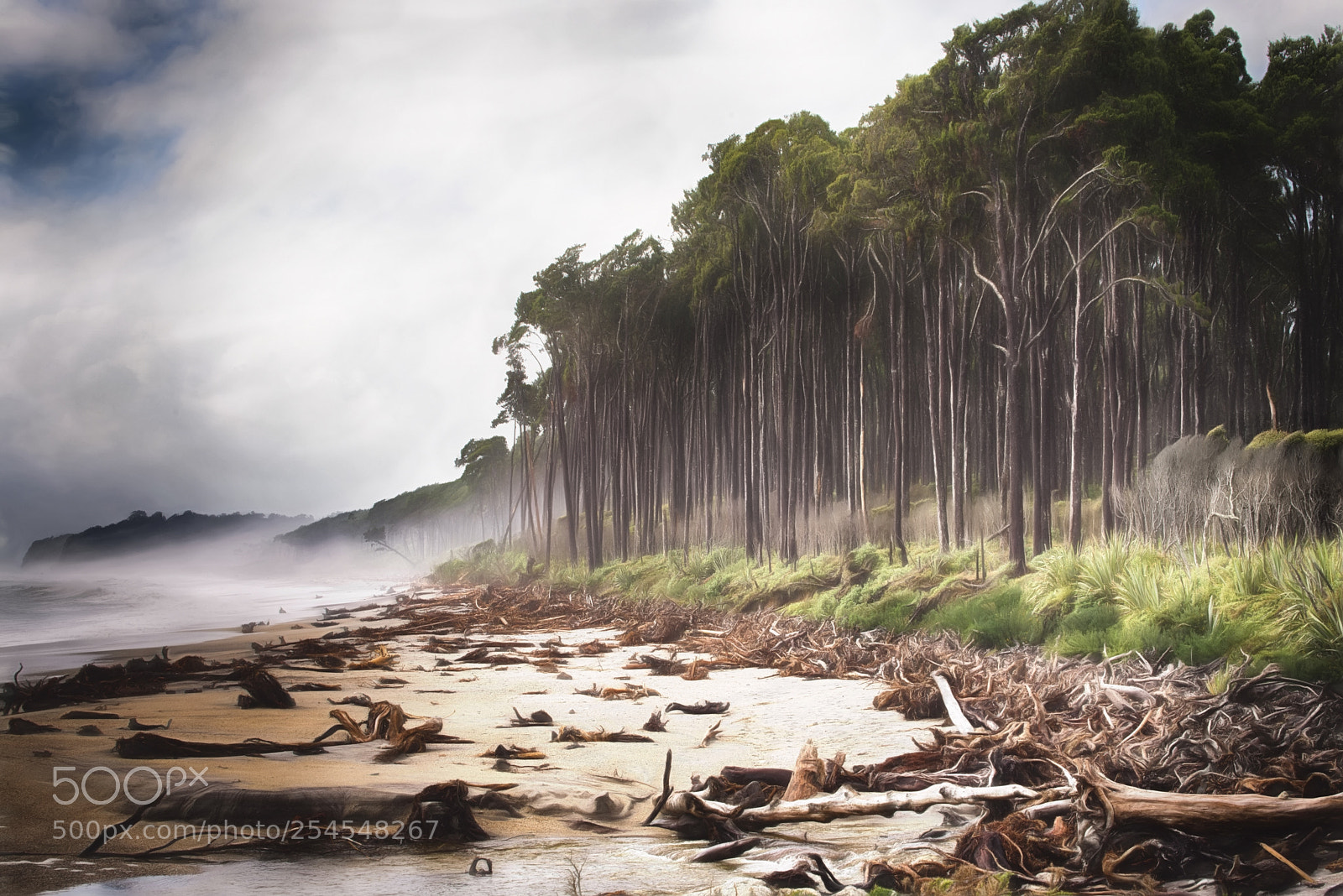 Nikon D610 sample photo. Wild westcoast photography