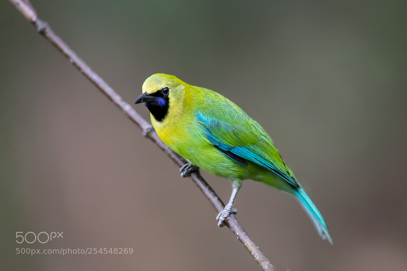 Nikon D4 sample photo. Blue winged leafbird photography