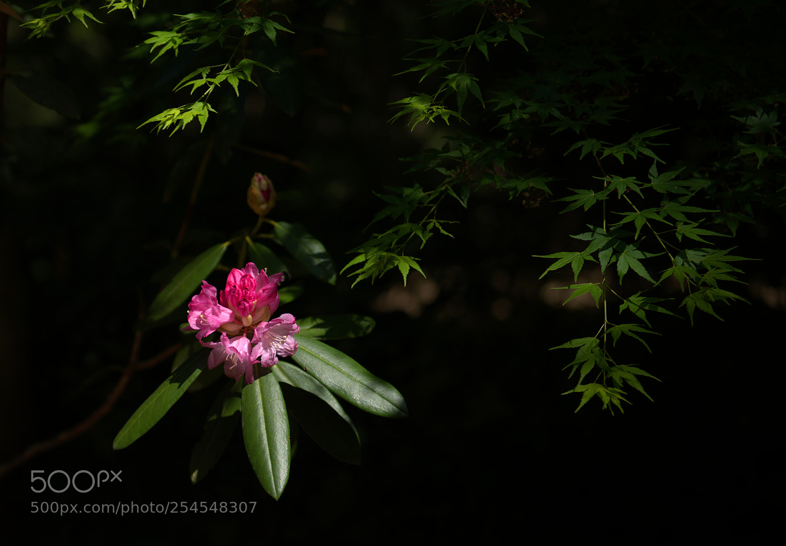 Nikon D800 sample photo. Flower of the valley photography
