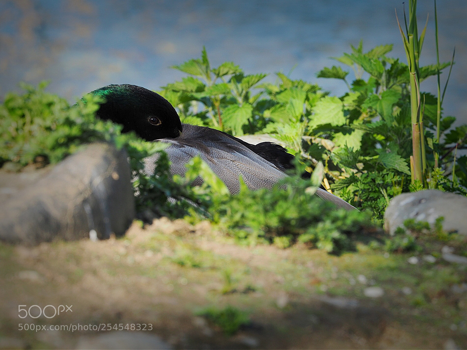 Olympus OM-D E-M5 II sample photo. Hide and seek photography