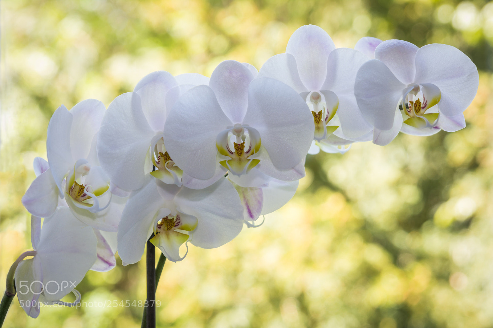 Nikon D7100 sample photo. Orchids photography