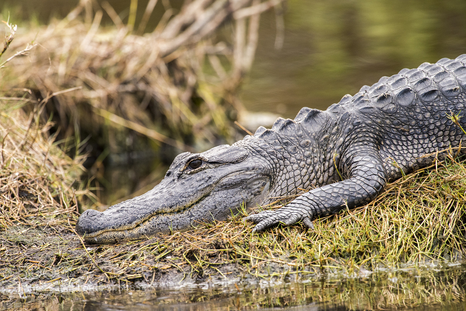 Nikon D810 sample photo. I  see you .... photography