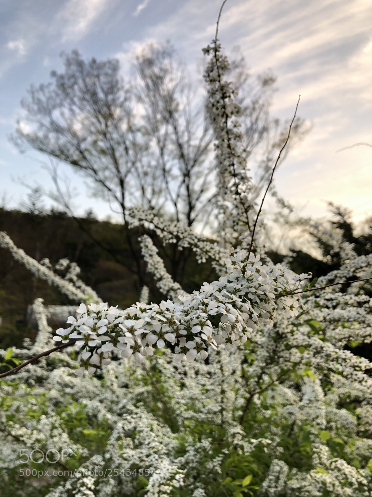 Apple iPhone 8 sample photo. Untitled photography