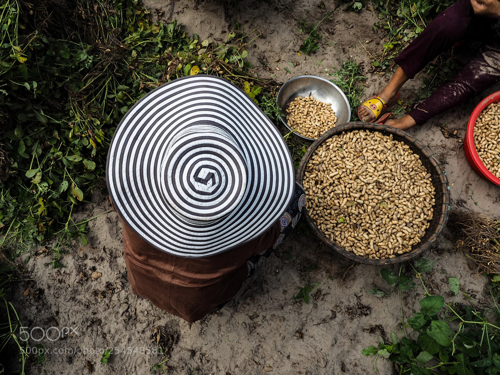 Olympus OM-D E-M5 II sample photo. Peanuts time! photography