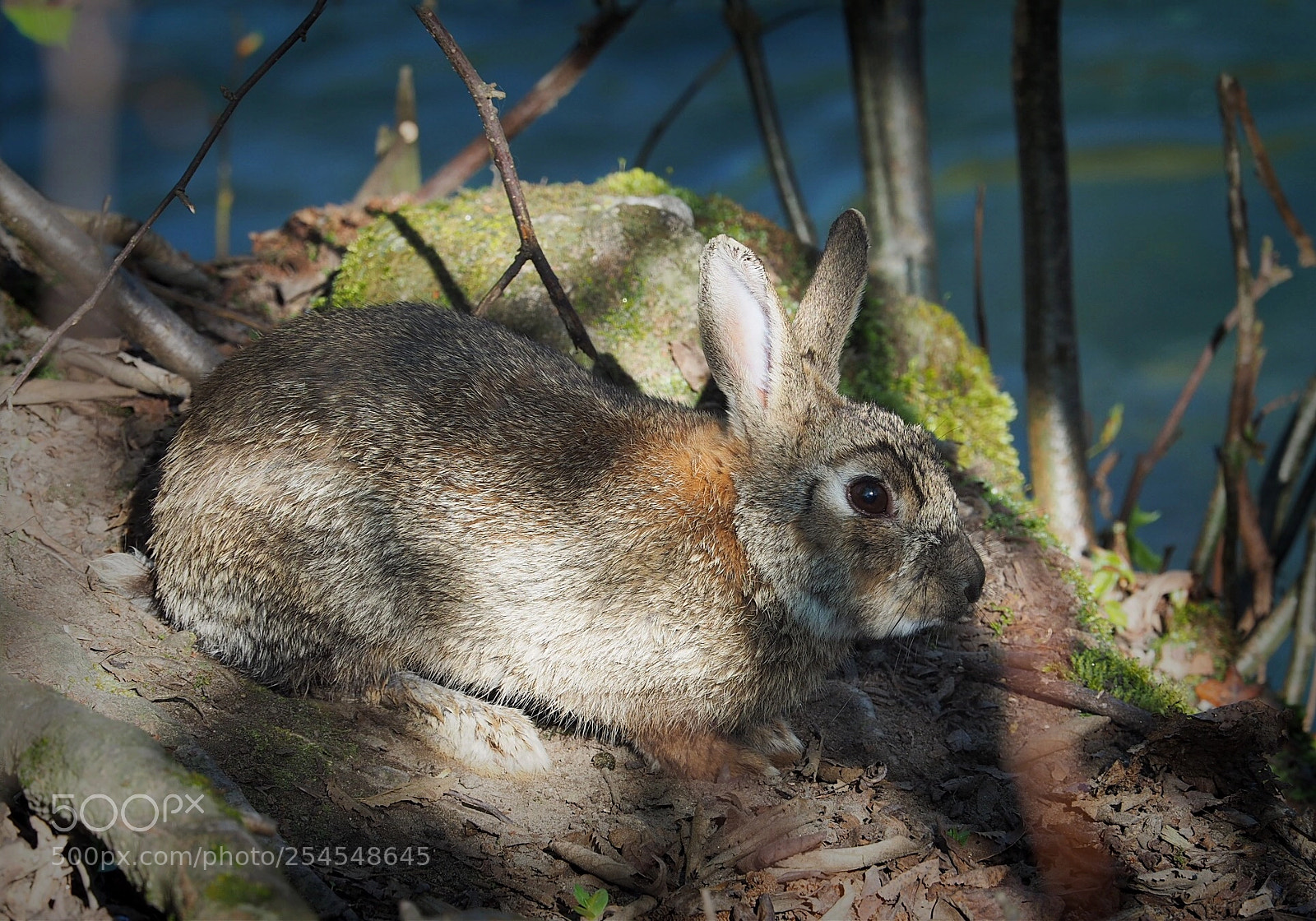 Olympus OM-D E-M5 II sample photo. Rabbit camouflage photography