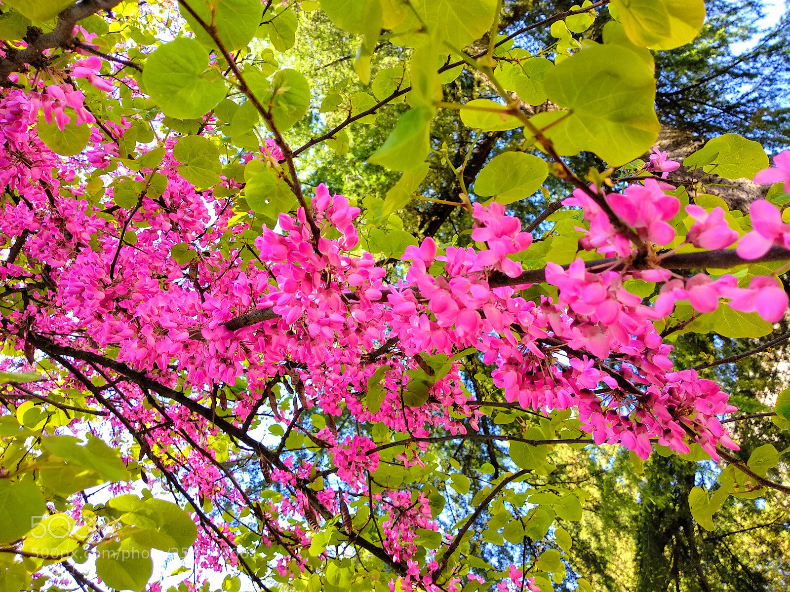 Xiaomi Mi A1 sample photo. The beauty of spring... photography