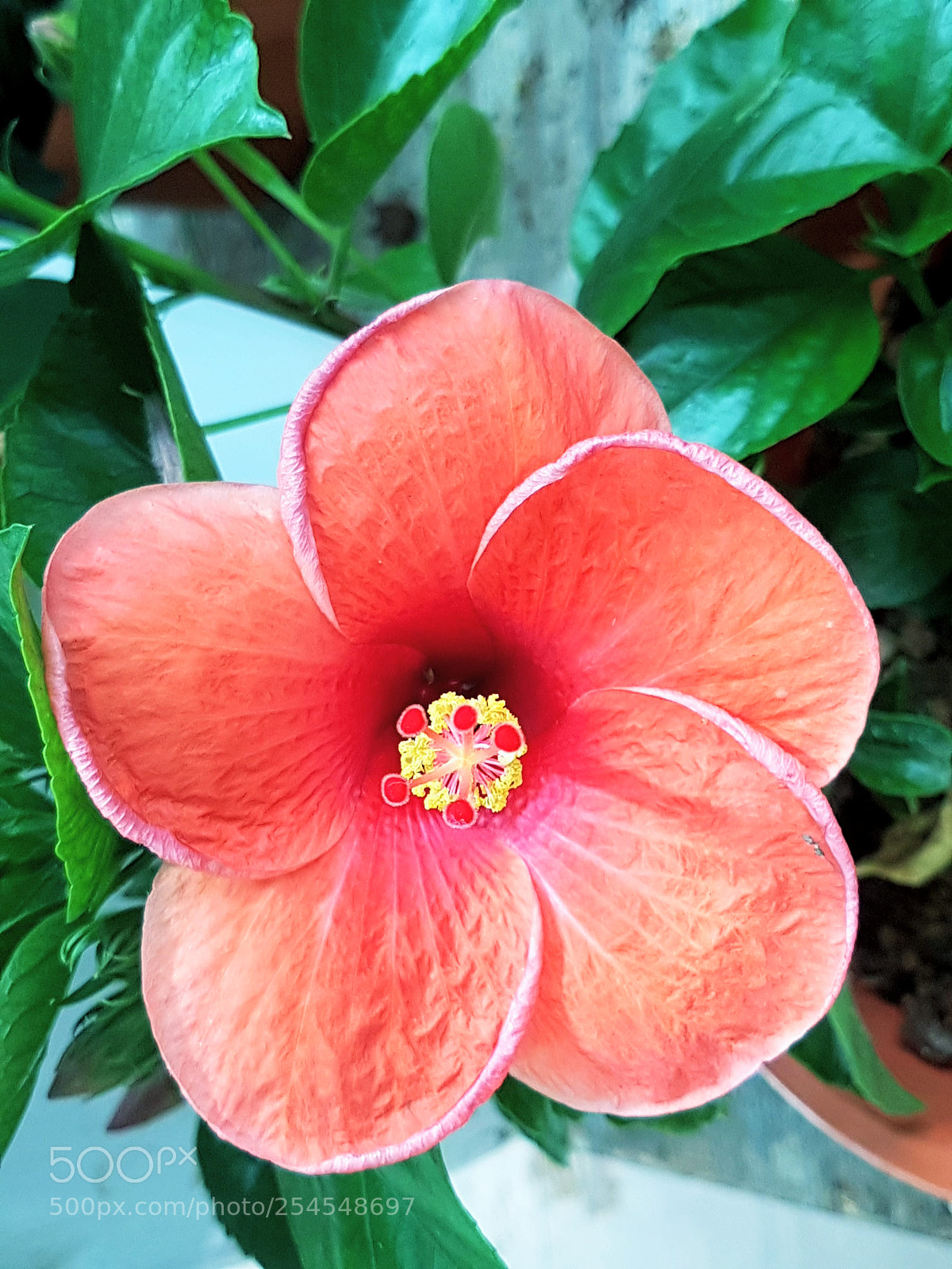 Samsung Galaxy S7 Edge sample photo. Untitled photography