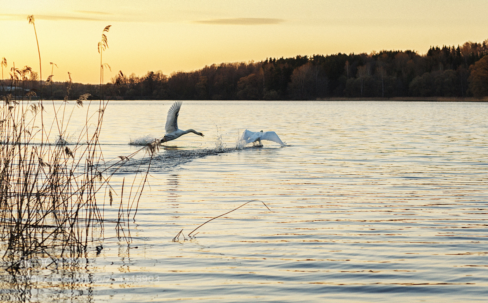 Canon EOS 5D Mark II sample photo. Swan games photography