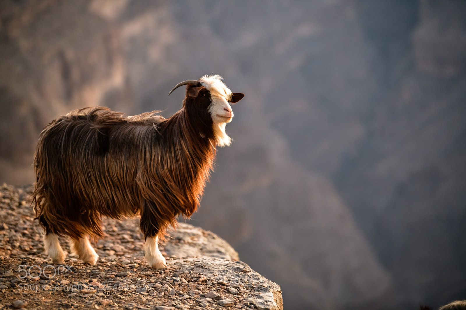 Nikon D850 sample photo. Mountain goat standing near photography