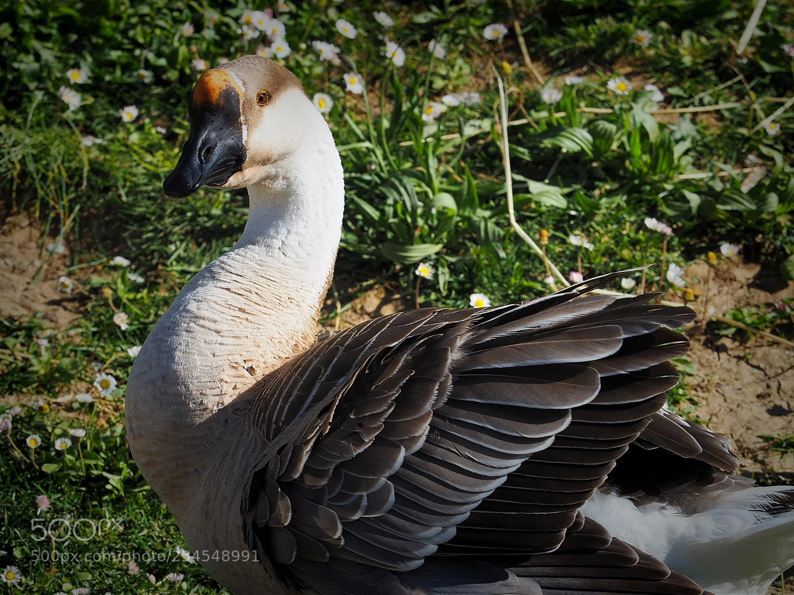 Olympus OM-D E-M5 II sample photo. Do not disturb! photography