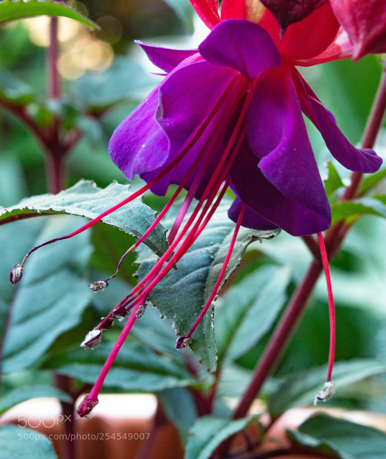 Nikon D7100 sample photo. Flower in my garden... photography