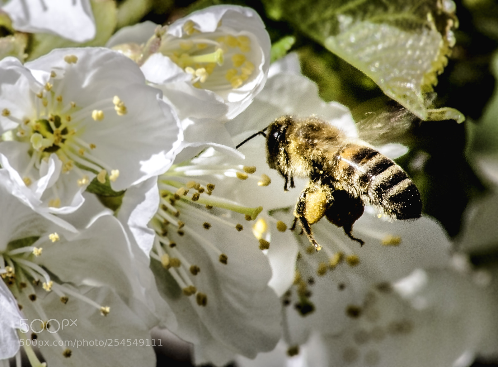 Nikon D5000 sample photo. Bee photography