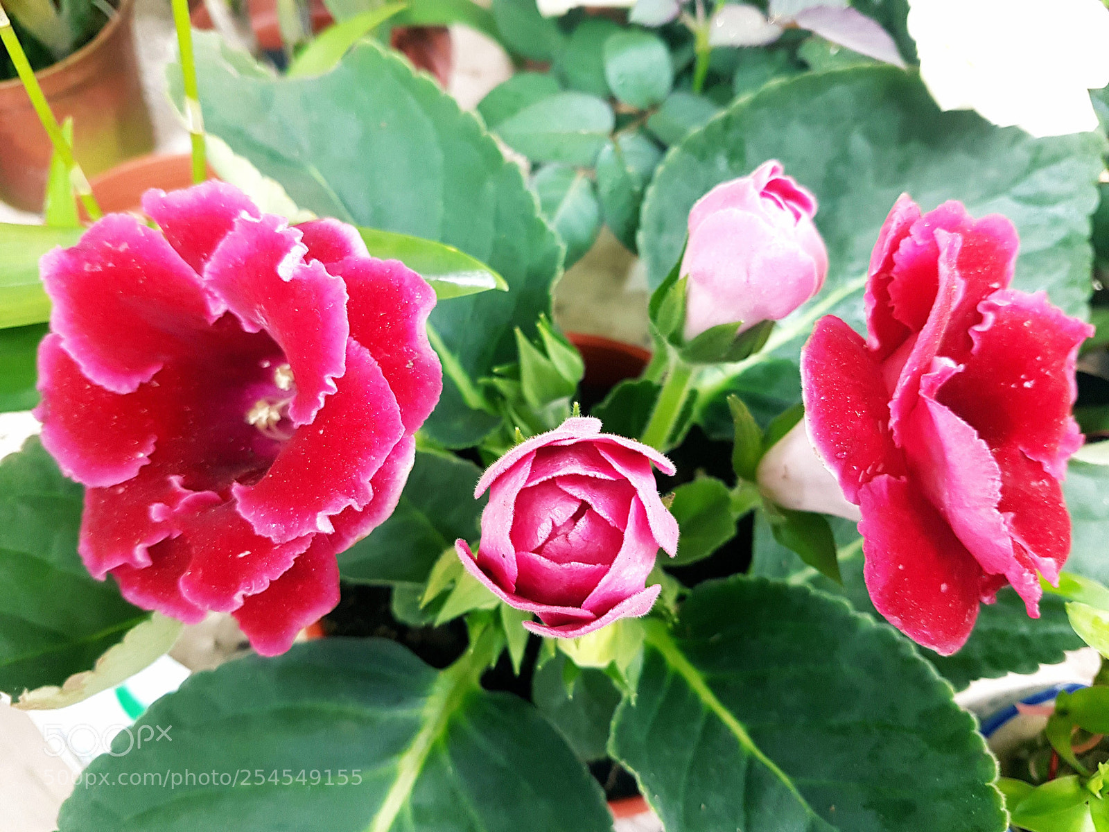 Samsung Galaxy S7 Edge sample photo. Untitled photography