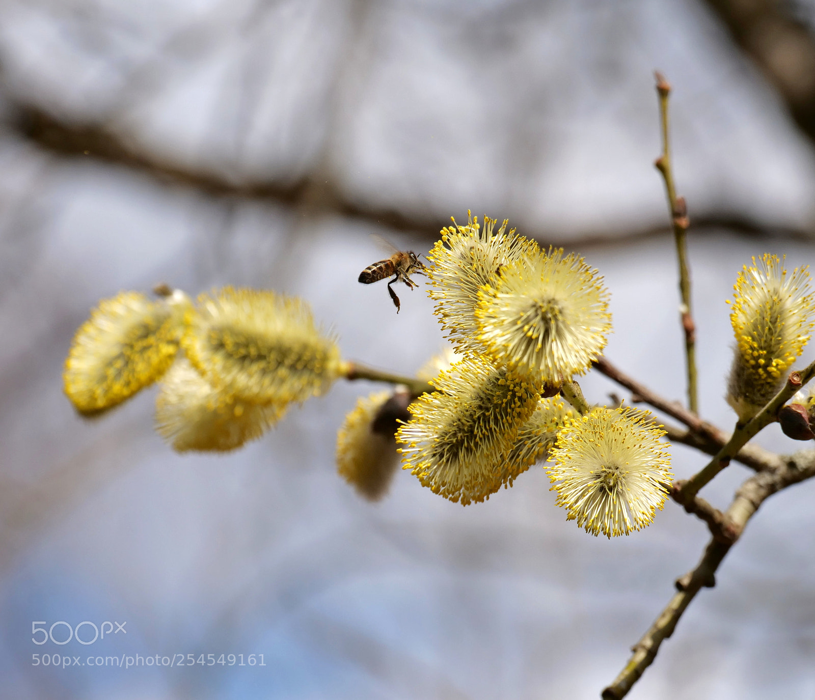 Panasonic Lumix DC-G9 sample photo. Spring photography