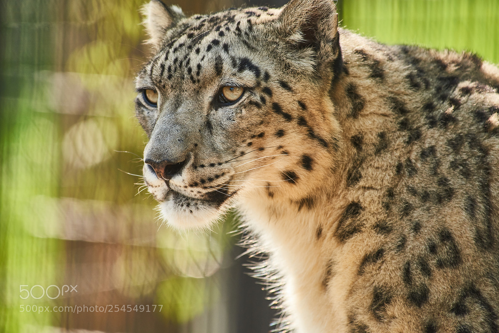 Nikon D810 sample photo. Snow leopard (ounce) photography