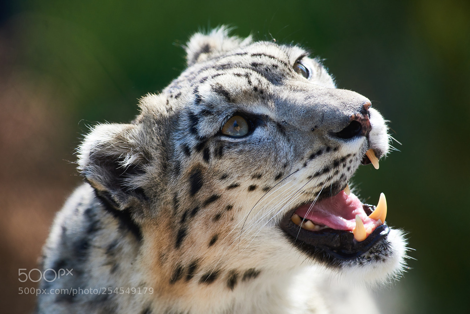 Nikon D810 sample photo. Snow leopard (ounce) photography