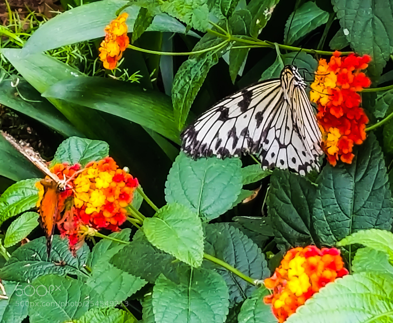 Samsung Galaxy S8 sample photo. Paper kite butterfly photography