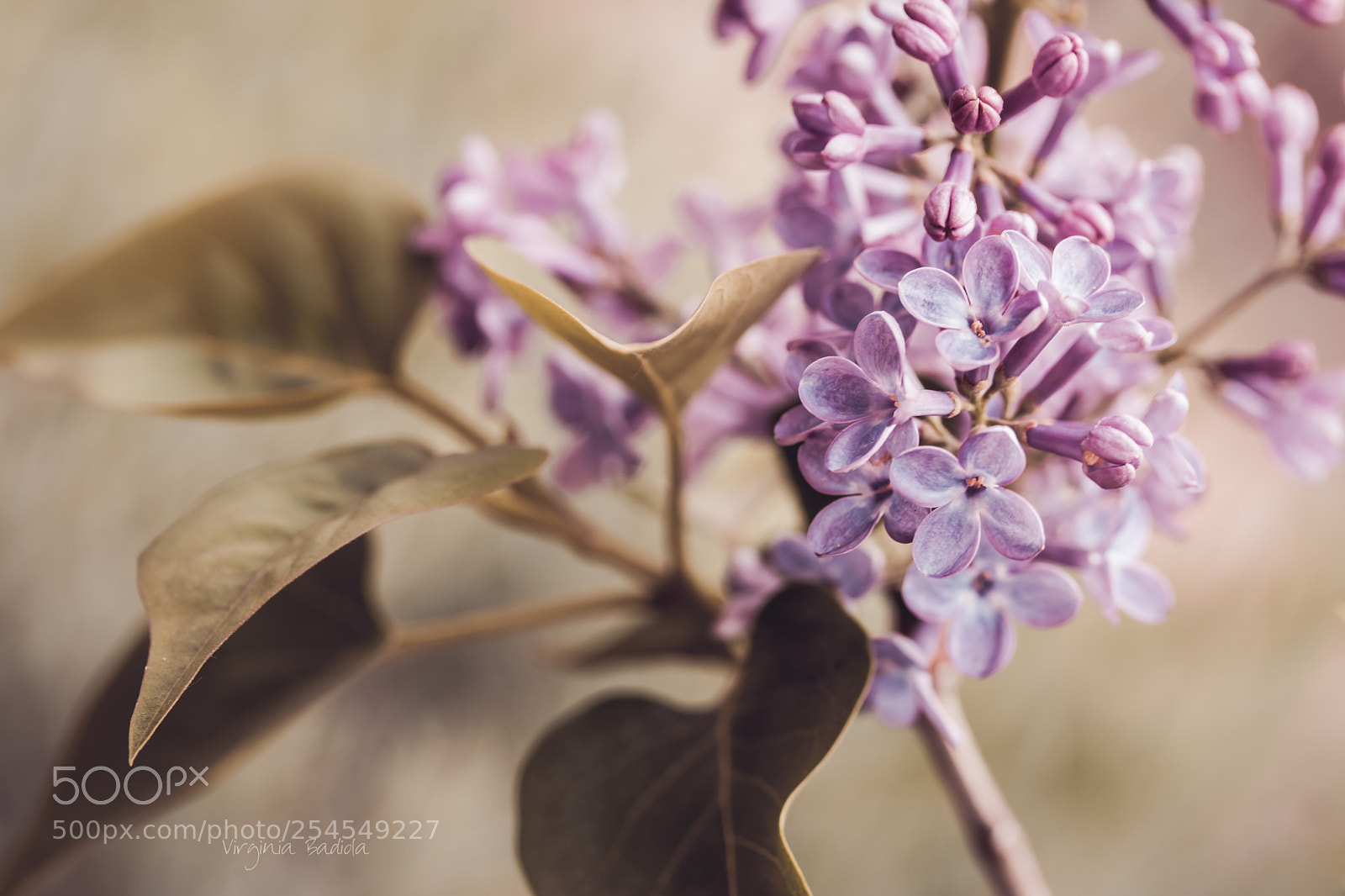 Canon EOS 80D sample photo. *** photography