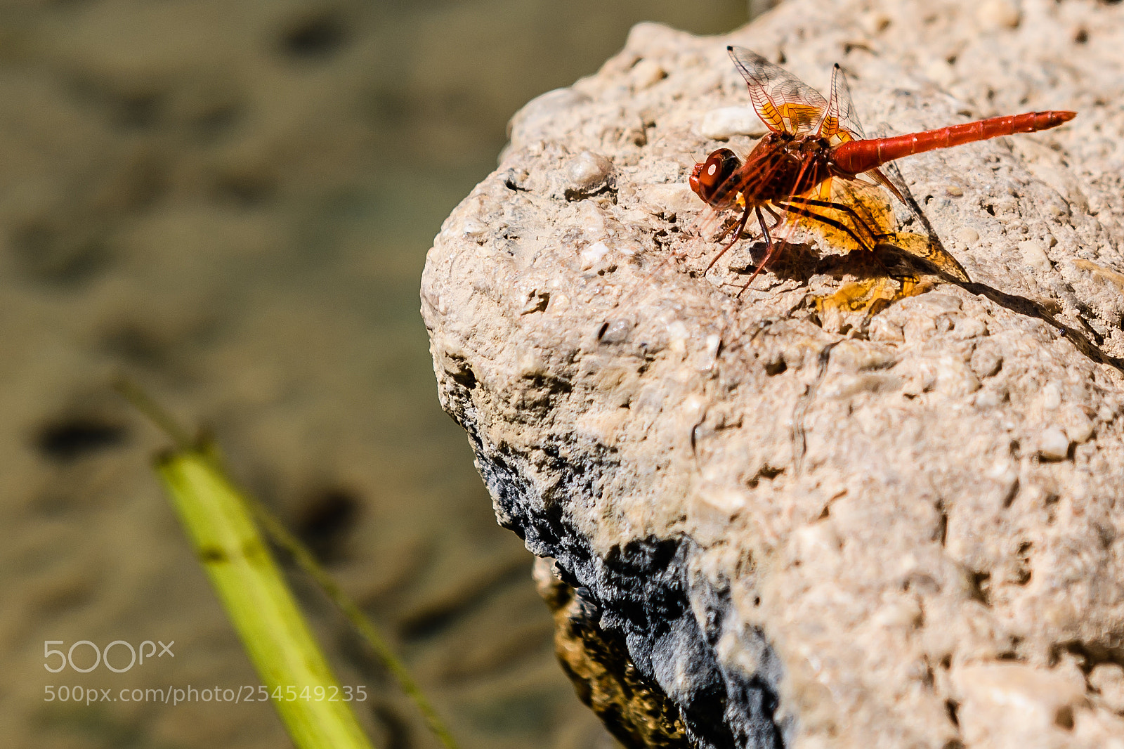 Nikon D850 sample photo. Orange winged dropwing dragonfly photography