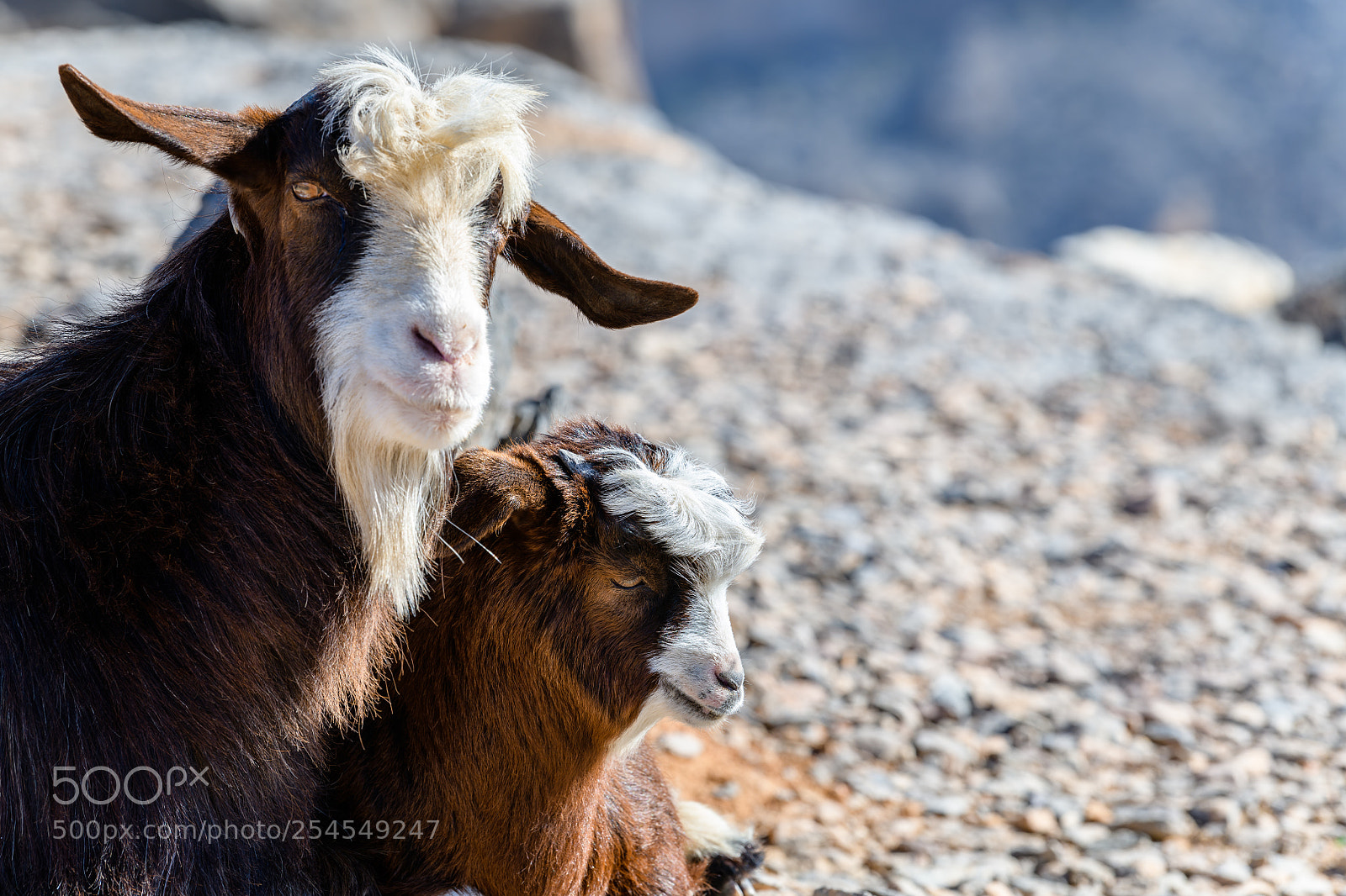 Nikon D850 sample photo. Parent kid goat together photography