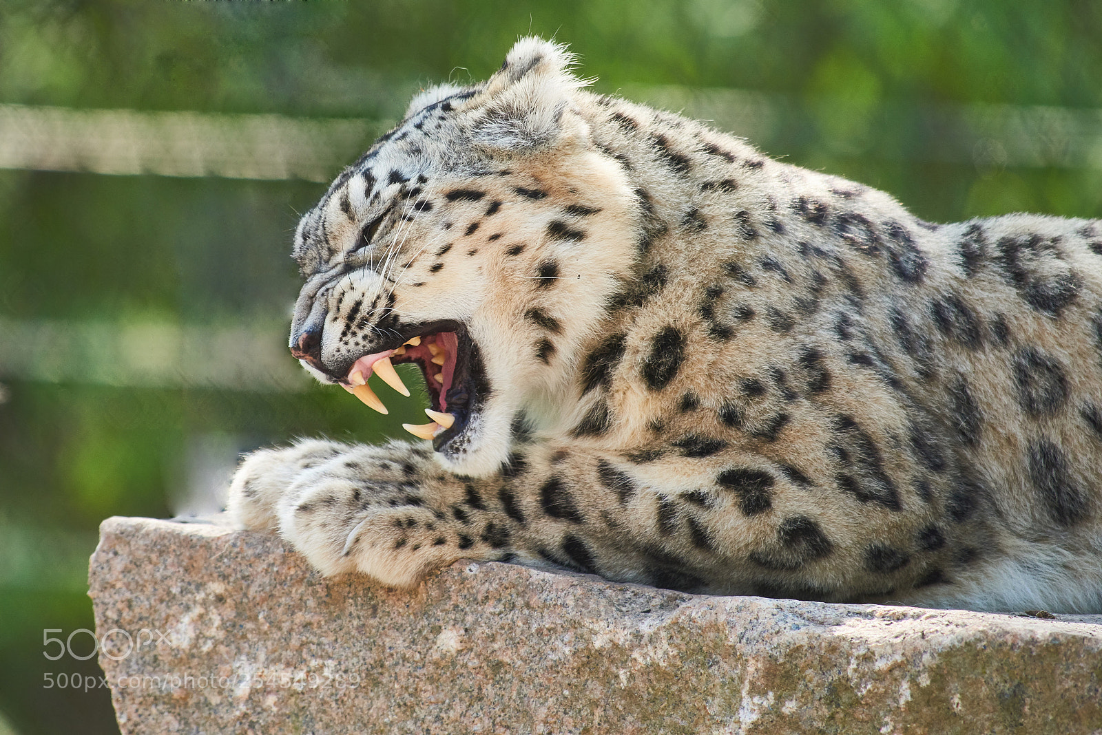 Nikon D810 sample photo. Snow leopard (ounce) photography