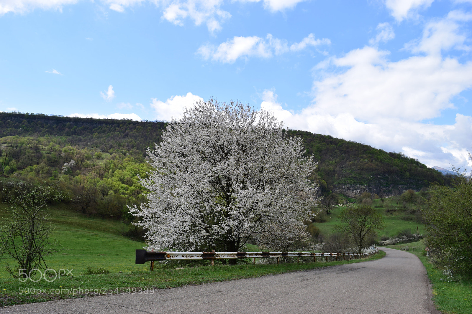 Nikon D3300 sample photo. Blooming photography