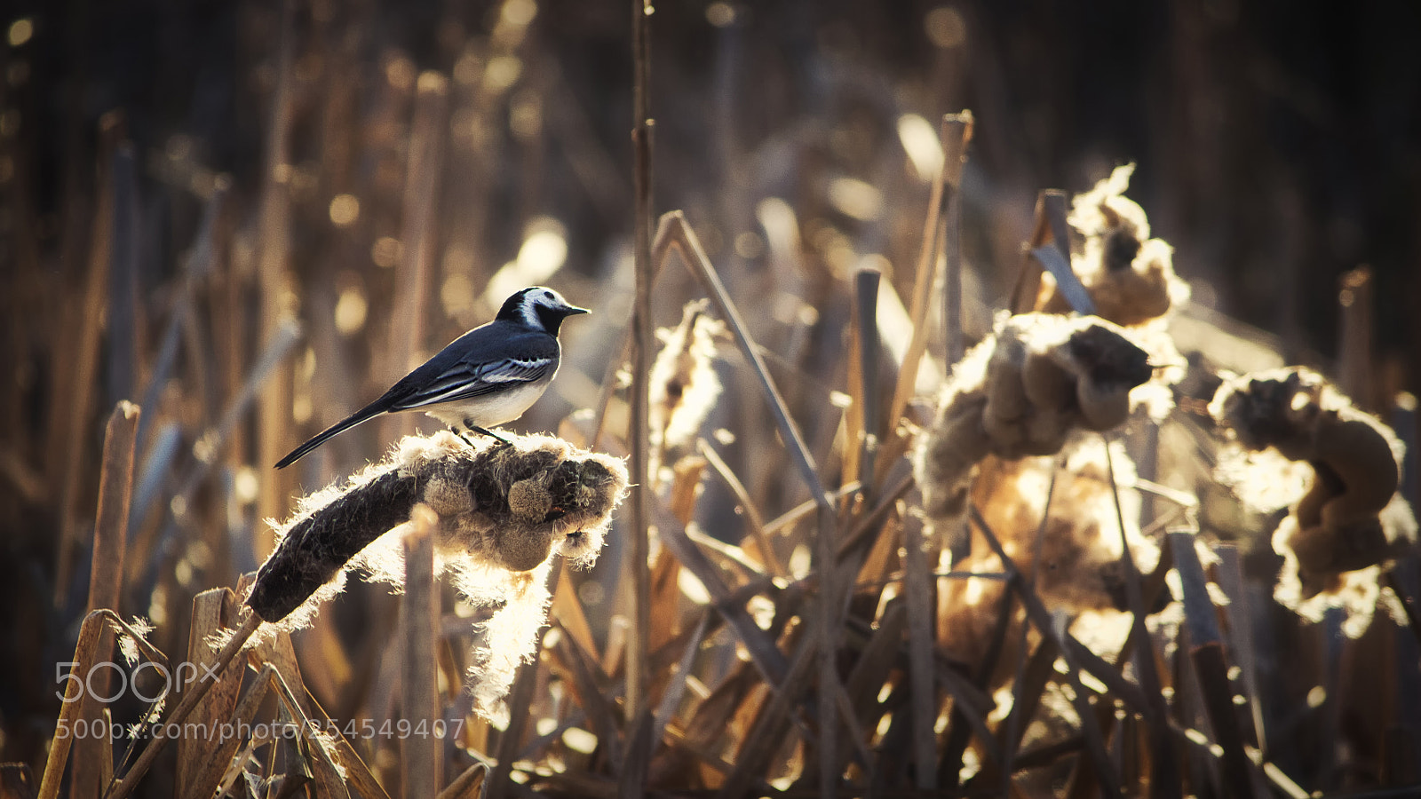 Canon EOS 600D (Rebel EOS T3i / EOS Kiss X5) sample photo. White wagtail photography