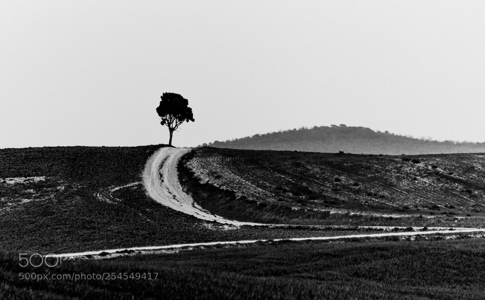Nikon D3400 sample photo. Alberello solitario leonina photography