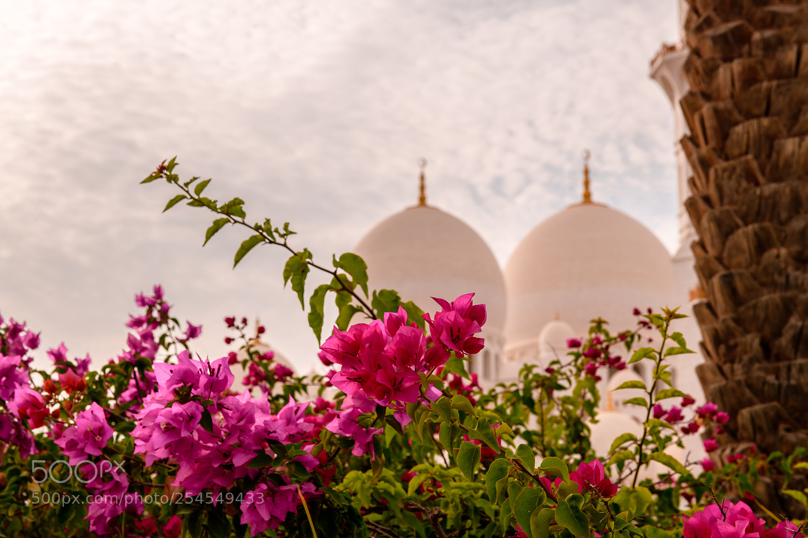 Nikon D850 sample photo. Pink bougainvillea flowers dome photography