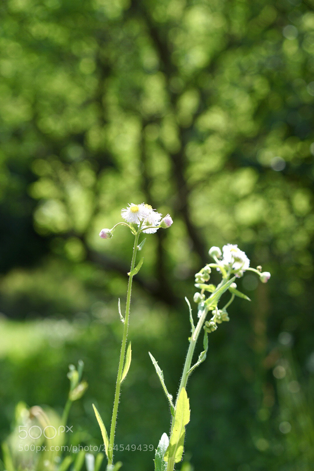 Sony a7 II sample photo. Green plant photography
