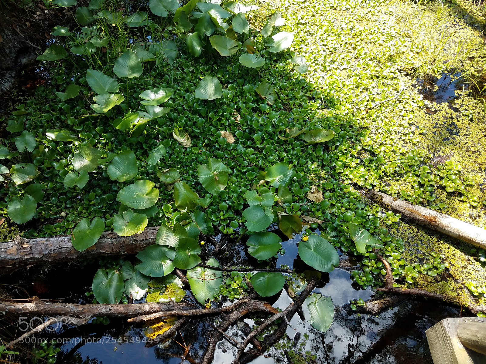 Samsung Galaxy S7 sample photo. Lillypad river photography