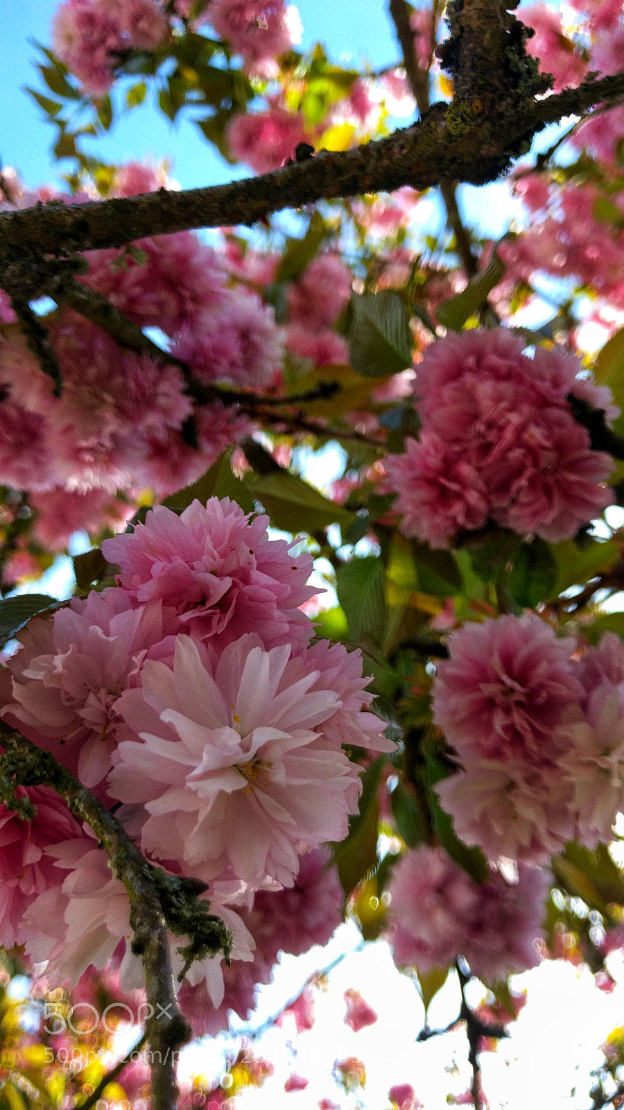 LG Nexus 5X sample photo. Cerisier en fleurs photography
